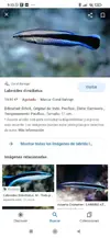 [TodoMarino.com] Vendo peces