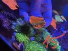 [TodoMarino.com] Montipora grafted y Montipora purple rim