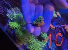 [TodoMarino.com] Montipora grafted y Montipora purple rim