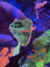 [TodoMarino.com] Montipora grafted y Montipora purple rim