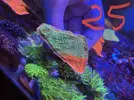 [TodoMarino.com] Montipora grafted y Montipora purple rim