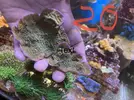 [TodoMarino.com] Montipora grafted y Montipora purple rim