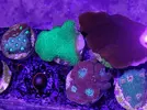[TodoMarino.com] Gorgonia, Lps y montipora plato