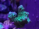 [TodoMarino.com] Gorgonia, Lps y montipora plato