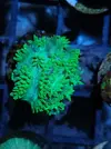 [TodoMarino.com] Gorgonia, Lps y montipora plato