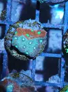 [TodoMarino.com] Gorgonia, Lps y montipora plato