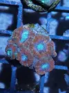 [TodoMarino.com] Gorgonia, Lps y montipora plato