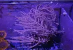 [TodoMarino.com] Gorgonia, Lps y montipora plato