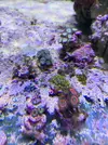 [TodoMarino.com] Vendo Zoos Semi Premium Barcelona