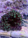 [TodoMarino.com] Vendo Zoos Semi Premium Barcelona