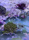[TodoMarino.com] Vendo Zoos Semi Premium Barcelona