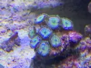 [TodoMarino.com] Vendo Zoos Semi Premium Barcelona