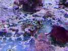 [TodoMarino.com] Vendo Zoos Semi Premium Barcelona