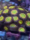 [TodoMarino.com] Rebajado!!!Vendo corales en pack