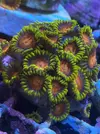 [TodoMarino.com] Rebajado!!!Vendo corales en pack