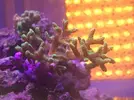 [TodoMarino.com] Problemas con SPS (Seriatopora caliendrum)