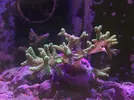 [TodoMarino.com] Problemas con SPS (Seriatopora caliendrum)