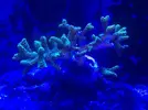 [TodoMarino.com] Problemas con SPS (Seriatopora caliendrum)