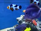 [TodoMarino.com] Zebrasoma xanthurum descolorido