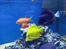 [TodoMarino.com] Zebrasoma xanthurum descolorido