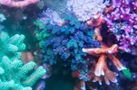 [TodoMarino.com] metodo organico