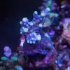 [TodoMarino.com] metodo organico