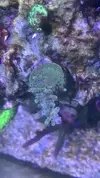 [TodoMarino.com] metodo organico