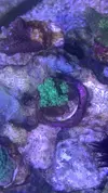 [TodoMarino.com] metodo organico