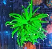 [TodoMarino.com] Compro  Euphyllia glabrescens toxic green