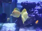 [TodoMarino.com] Venta Zebrasoma Flavescens L