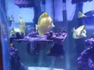 [TodoMarino.com] Venta Zebrasoma Flavescens L