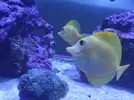 [TodoMarino.com] Venta Zebrasoma Flavescens L