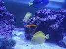 [TodoMarino.com] Venta centropyge