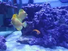 [TodoMarino.com] Venta centropyge