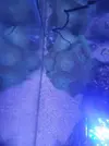 [TodoMarino.com] Roca con muchos discosomas