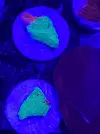 [TodoMarino.com] Esquejes de acro y montipora grafted