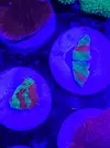 [TodoMarino.com] Esquejes de acro y montipora grafted
