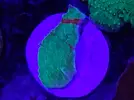 [TodoMarino.com] Esquejes de acro y montipora grafted