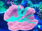 [TodoMarino.com] Esquejes de acro y montipora grafted