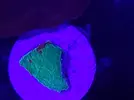 [TodoMarino.com] Esquejes de acro y montipora grafted