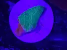 [TodoMarino.com] Esquejes de acro y montipora grafted