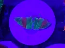 [TodoMarino.com] Esquejes de acro y montipora grafted