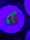 [TodoMarino.com] Esquejes de acro y montipora grafted