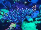 [TodoMarino.com] Esquejes de acro y montipora grafted