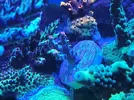 [TodoMarino.com] Esquejes de acro y montipora grafted
