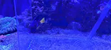 [TodoMarino.com] ZEBRASOMA XANTHURUM L VENDIDO