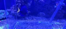 [TodoMarino.com] ZEBRASOMA XANTHURUM L VENDIDO