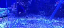 [TodoMarino.com] ZEBRASOMA XANTHURUM L VENDIDO