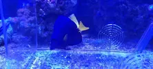 [TodoMarino.com] ZEBRASOMA XANTHURUM L VENDIDO