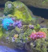 [TodoMarino.com] Crecimiento de alga